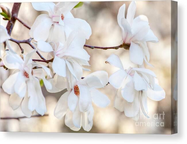 April Canvas Print featuring the photograph Magnolia Spring by Susan Cole Kelly