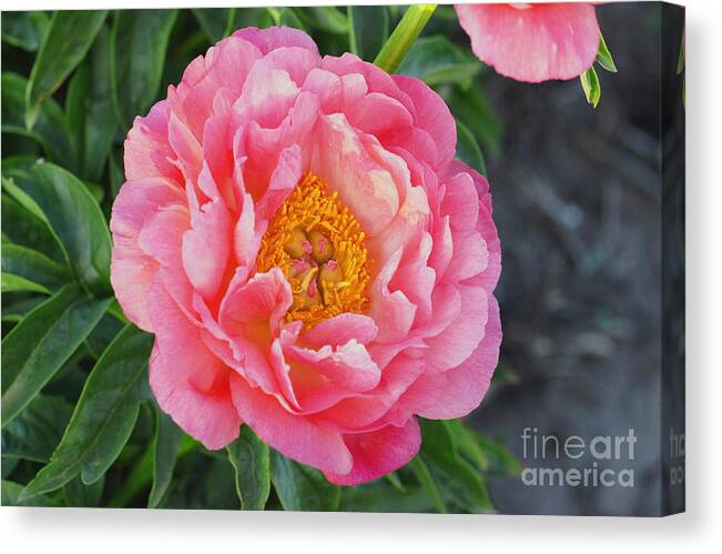 Flower Canvas Print featuring the photograph Pink Wonder by Rex E Ater