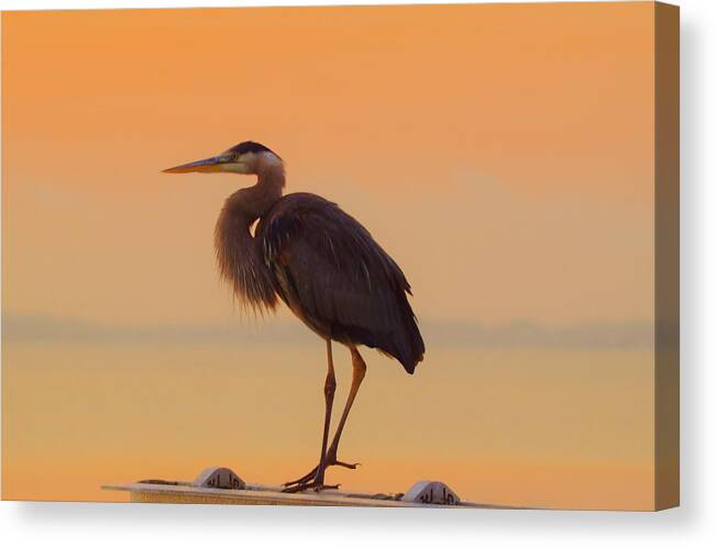 Resting Heron Animal Beak Beautiful Beauty Big Bird Black Blue Calm Colorful Cute Egret Environment Eye Face Feather Great Grey Head Heron Large Leg Long Look Lovely Mouth Nature Neck Outdoor Relaxing Rock Scene Serene Stand White Wildlife Canvas Print featuring the photograph Resting Heron by Billy Beck
