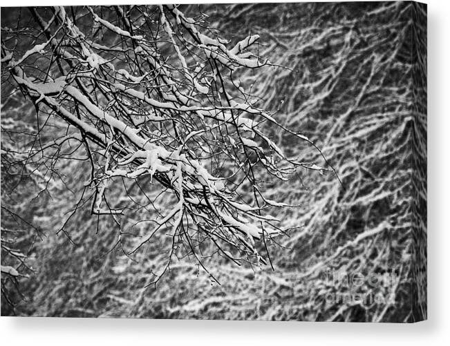 Cold Canvas Print featuring the photograph snow coating on tree branches on a cold snowy winters day Belfast Northern Ireland by Joe Fox