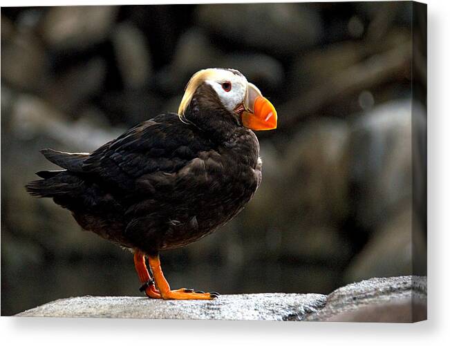 Tufted Puffin Canvas Print featuring the photograph Tufted Puffin by John OBrien