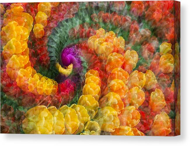 Tulips Canvas Print featuring the photograph Tulip Spiral by Yoshiki Nakamura