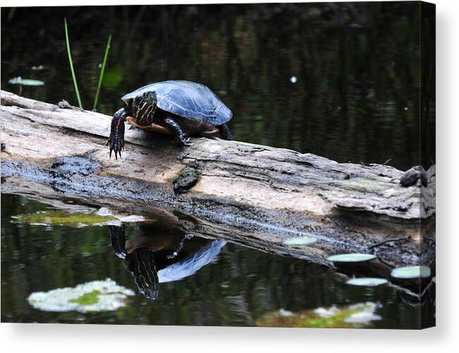 Turtle Canvas Print featuring the photograph Turtle Reflected by Peter DeFina