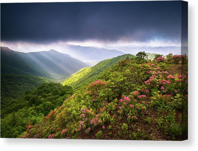 North Carolina Canvas Print featuring the photograph Asheville NC Blue Ridge Parkway Spring Flowers North Carolina #1 by Dave Allen