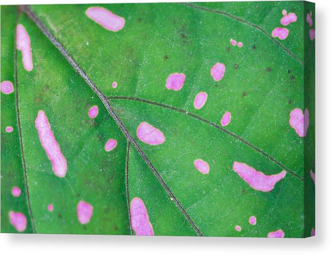 Nature Canvas Print featuring the photograph Infectious by Az Jackson