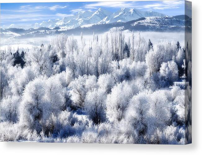 Wasatch Mountains Canvas Print featuring the photograph Frosted Trees in Ogden Valley Utah #1 by Douglas Pulsipher