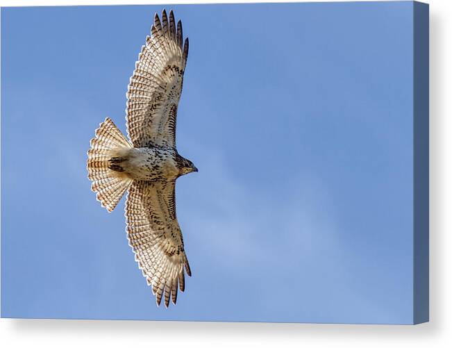 America Canvas Print featuring the photograph In Flight by Scott Bean