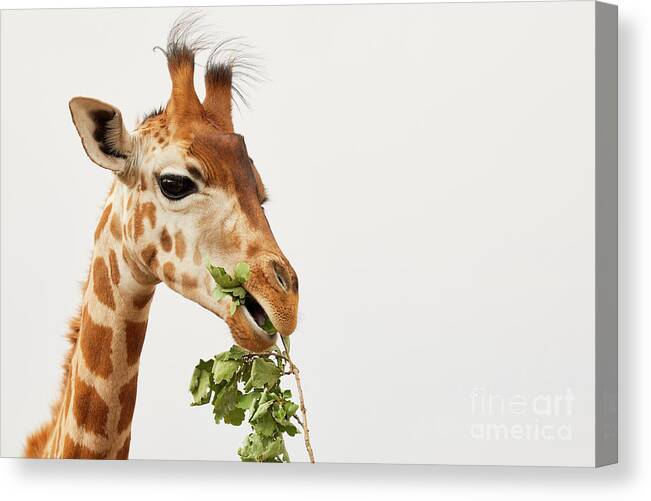 Africa Canvas Print featuring the photograph Portrait of a Rothschild Giraffe #2 by Nick Biemans