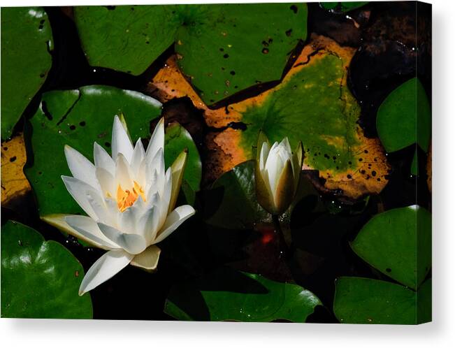 New Jersey Canvas Print featuring the photograph White Water Lilies #1 by Louis Dallara