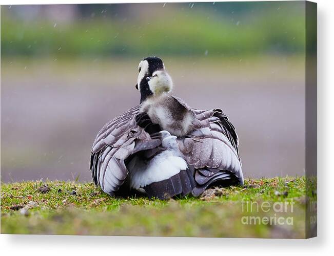 Barnacle Goose Canvas Print featuring the photograph Barnacle Goose with chick in the rain #2 by Nick Biemans
