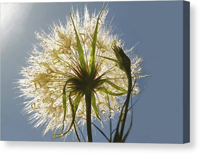 Dandelion Canvas Print featuring the photograph A Dandy New Day by Donna Kennedy
