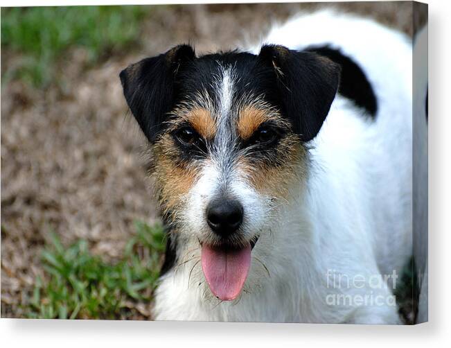 Jack Russell Terrier Canvas Print featuring the photograph Abby by David Campione