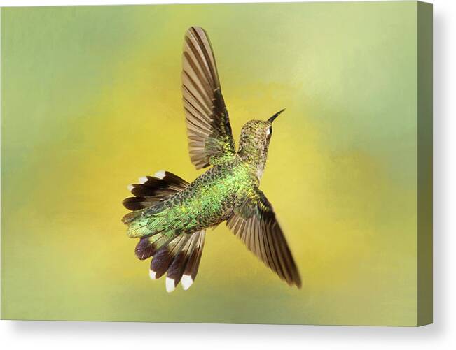 Black-chinned Hummingbird Canvas Print featuring the photograph Aerial Display by Donna Kennedy