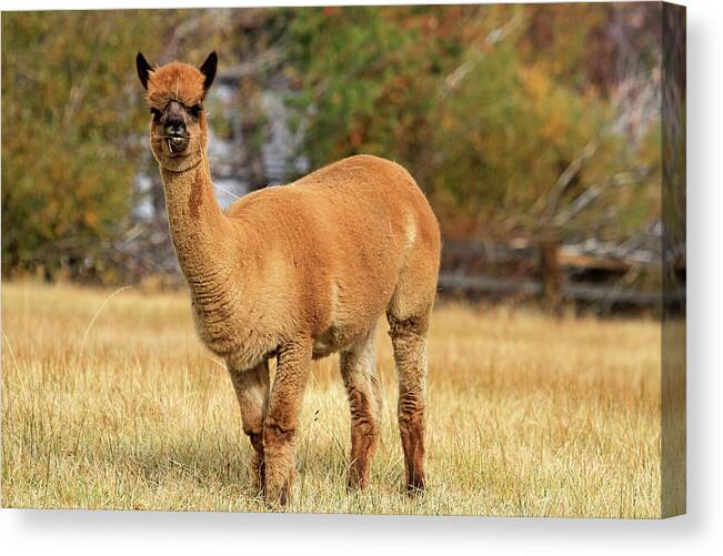 Alpaca Canvas Print featuring the photograph Alpaca by Donna Kennedy