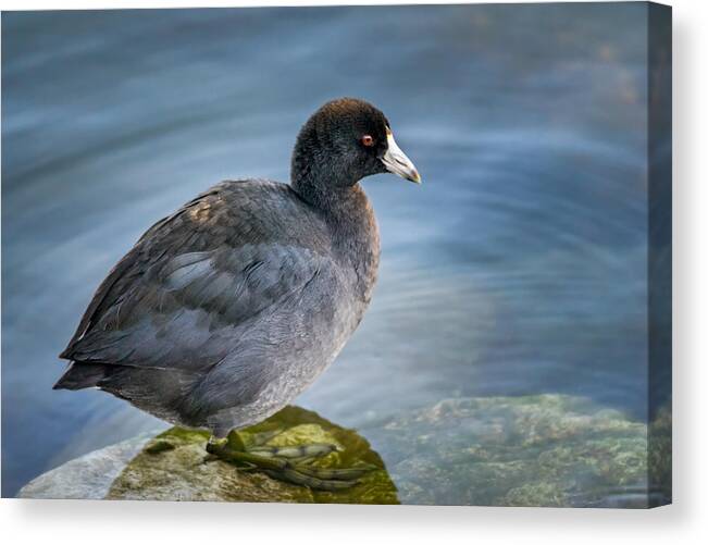 Bird Canvas Print featuring the photograph American Coot by Steven Santamour