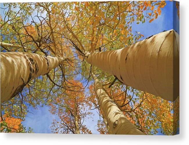 Logan Canyon Canvas Print featuring the photograph Autumn Straight Up by Donna Kennedy
