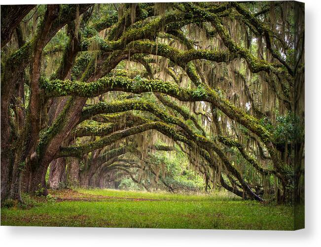 #faatoppicks Canvas Print featuring the photograph Avenue of Oaks - Charleston SC Plantation Live Oak Trees Forest Landscape by Dave Allen