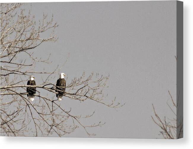 Bald Eagle Canvas Print featuring the photograph Birds of a Feather by Gary Gunderson