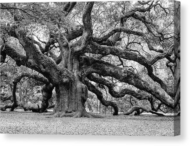 Angel Oak Canvas Print featuring the photograph Black and White Angel Oak Tree by Louis Dallara