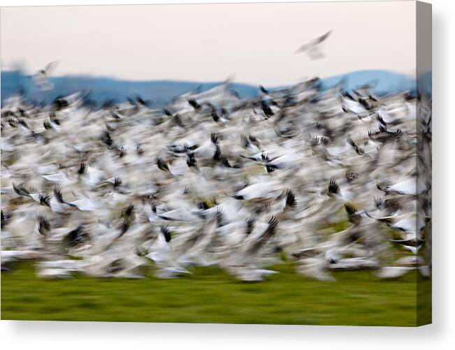 Wildlife Canvas Print featuring the photograph Blurry birds in a flurry L467 by Yoshiki Nakamura