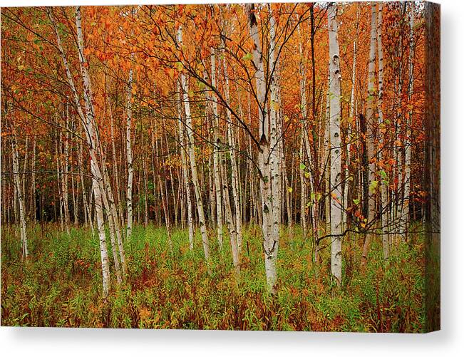 Birch Canvas Print featuring the photograph Broken Ankle Birch by Rod Melotte