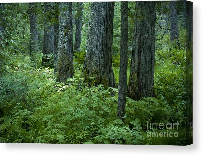 Grove Canvas Print featuring the photograph Cedar Grove by Idaho Scenic Images Linda Lantzy