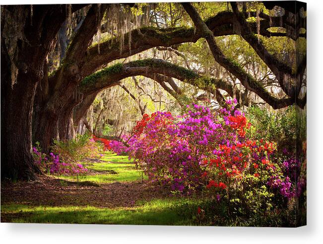South Canvas Print featuring the photograph Charleston SC Magnolia Plantation Gardens - Memory Lane by Dave Allen