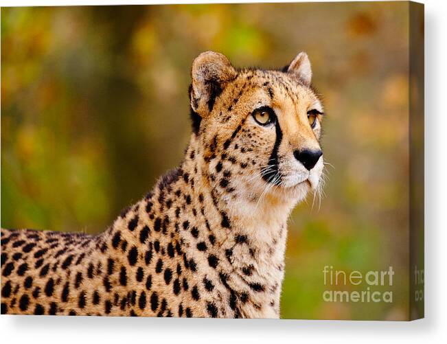 Closeup Canvas Print featuring the photograph Cheetah in a forest by Nick Biemans
