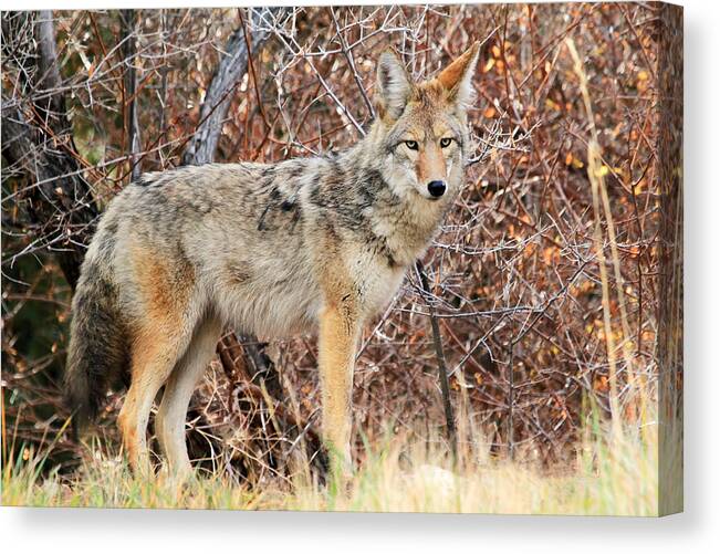 Coyotes Canvas Print featuring the photograph Curious Coyote by Donna Kennedy