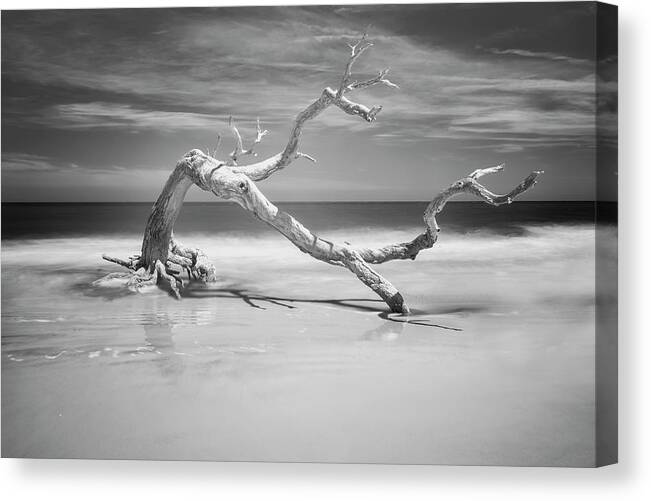 Jekyll Island Canvas Print featuring the photograph Death of a Tree by Jon Glaser