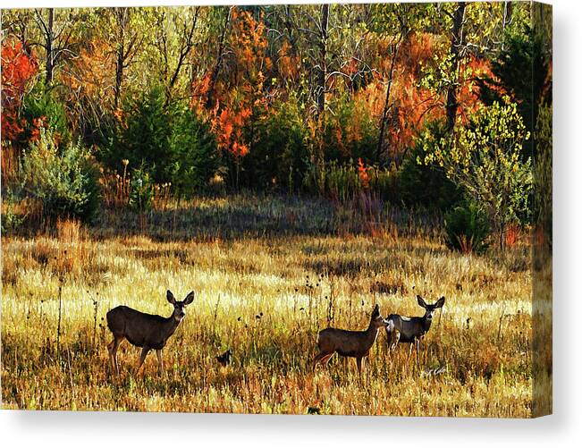 Bill Kesler Photography Canvas Print featuring the photograph Deer Autumn by Bill Kesler
