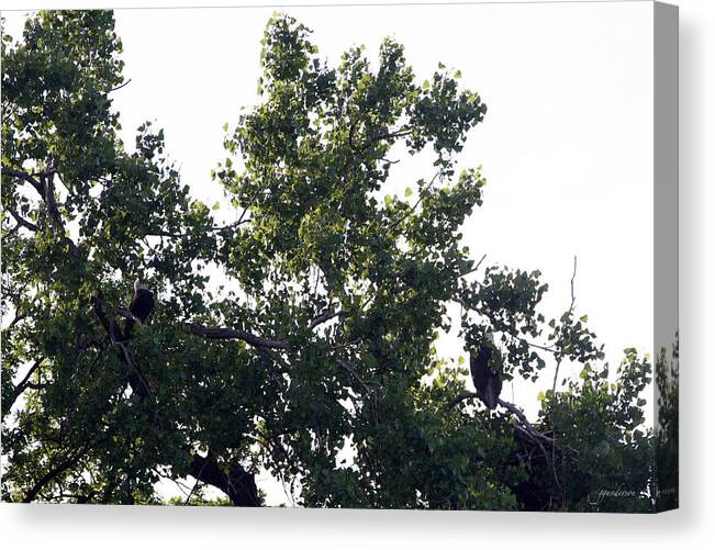 Okoboji Canvas Print featuring the photograph Eagles on West Lake by Gary Gunderson