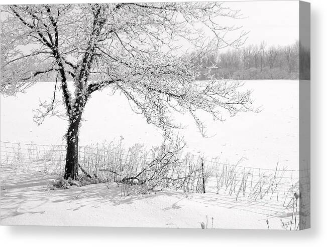 Canada Canvas Print featuring the photograph Early Frost by Doug Gibbons