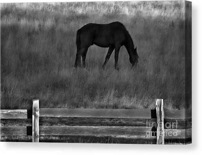 Horses Canvas Print featuring the photograph Equine evening bw by Michael Ziegler
