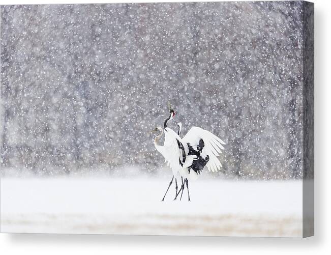 Kushiro Tancho 2016 Canvas Print featuring the photograph Family Dance in the Snow by Yoshiki Nakamura
