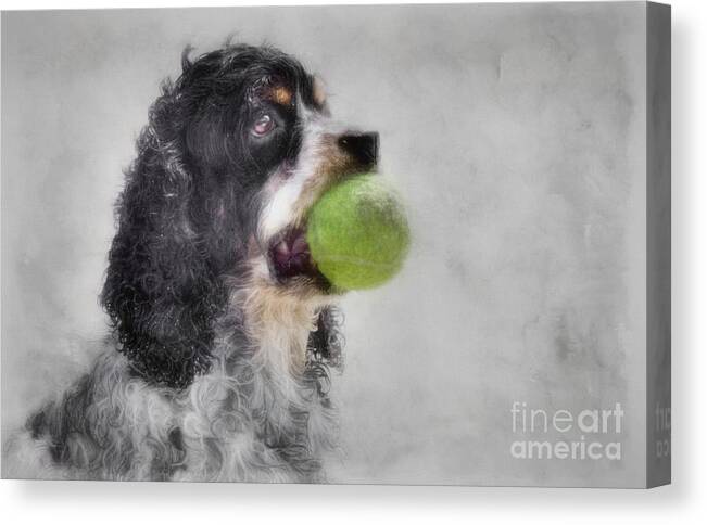 Cocker Spaniel Canvas Print featuring the photograph Fetching Cocker Spaniel by Benanne Stiens