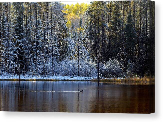 Canada Canvas Print featuring the photograph First Snow by Doug Gibbons
