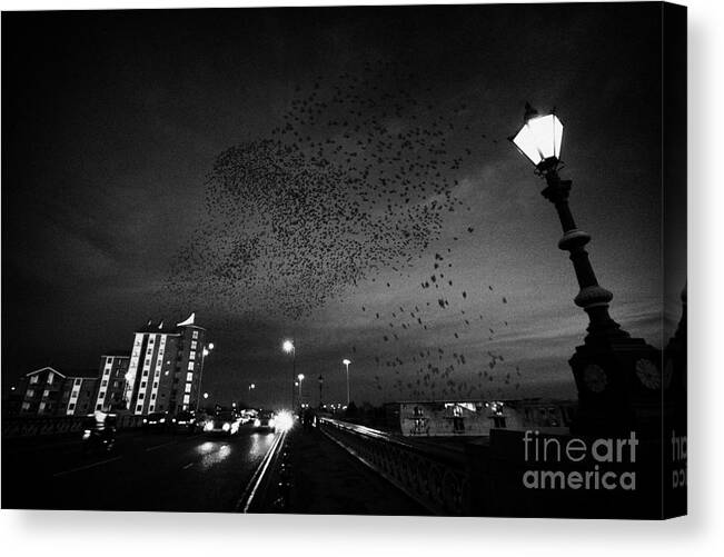 Flock Canvas Print featuring the photograph Flock Of Starlings Flying In Murmuration Over Lamp On Albert Bridge Belfast Northern Ireland Uk by Joe Fox