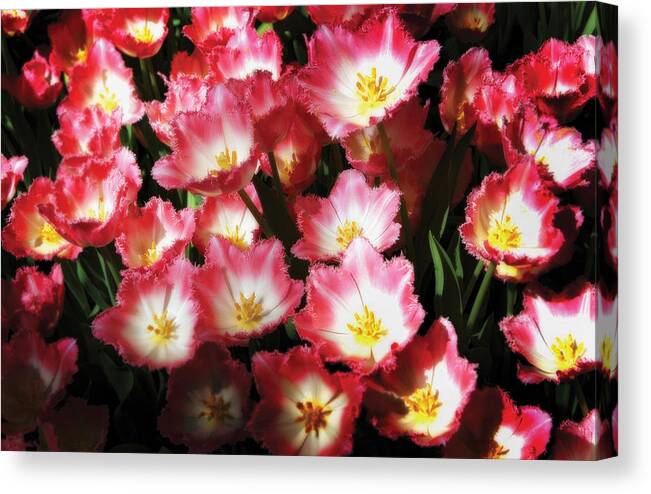 Flowers Canvas Print featuring the photograph Flowers by Craig Incardone