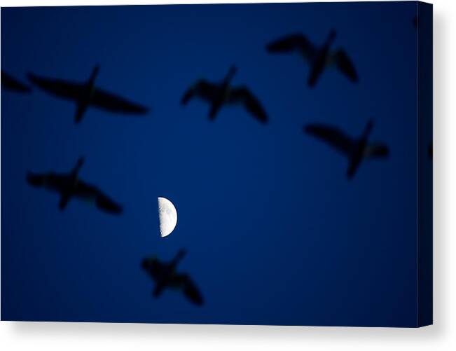 Wildlife Canvas Print featuring the photograph Flying with moon L460 by Yoshiki Nakamura