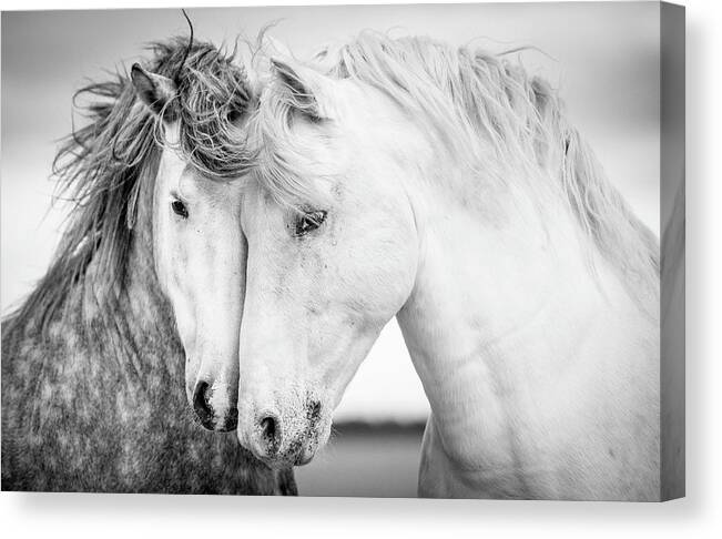 Horse Canvas Print featuring the photograph Friends V by Tim Booth