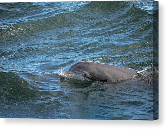 Dolphin Canvas Print featuring the photograph Getting Air by Steven Santamour