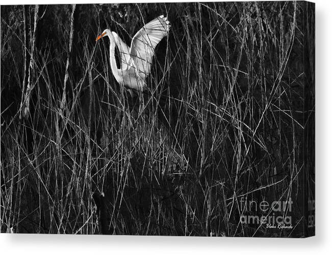 Great Egret Canvas Print featuring the photograph Great Egret InThe Marsh by Blake Richards