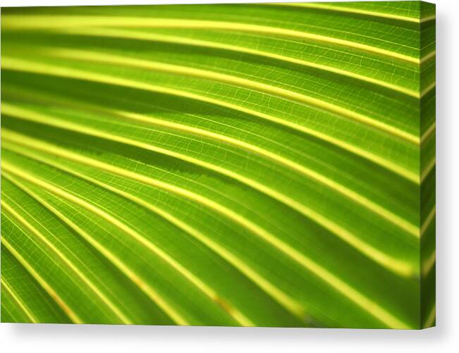 Abstract Canvas Print featuring the photograph Green Palm Leaf by Anita Parker