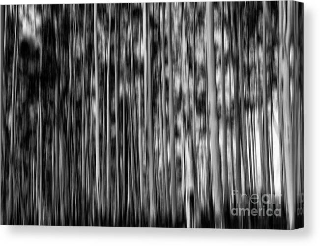 Gum Trees Canvas Print featuring the photograph Gum trees in mono by Sheila Smart Fine Art Photography