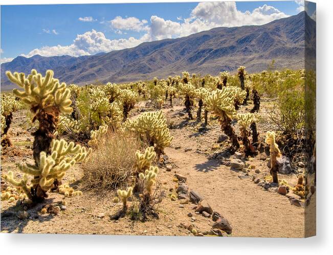 California Canvas Print featuring the photograph Hiking Trail Through Chollo Garden by Connie Cooper-Edwards