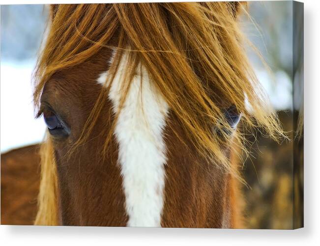 Horse Canvas Print featuring the photograph Jester by Rod Melotte