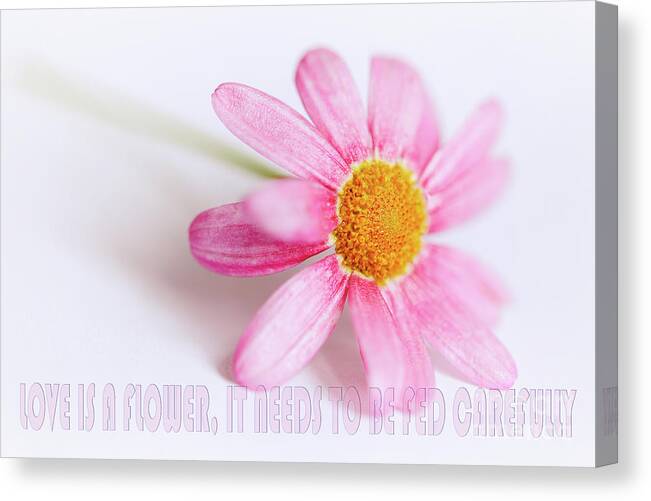 Pink Canvas Print featuring the photograph Love is a flower by Nick Biemans