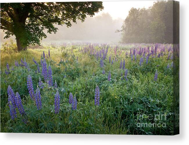 Fields Of Lupine Festival Canvas Print featuring the photograph Lupine Field by Susan Cole Kelly