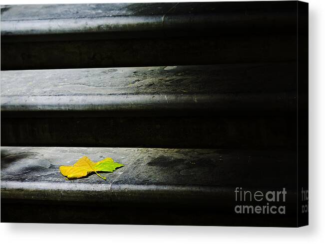 Maple Leaf Canvas Print featuring the photograph Maple leaf on step by Sheila Smart Fine Art Photography